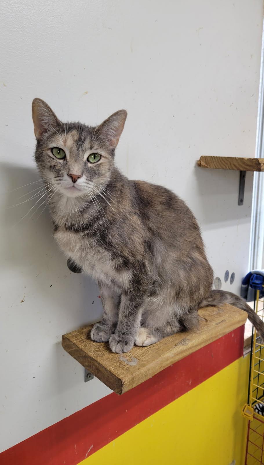 SUSIE!, a Adoptable Domestic Short Hair in Owensboro, KY image 3/6