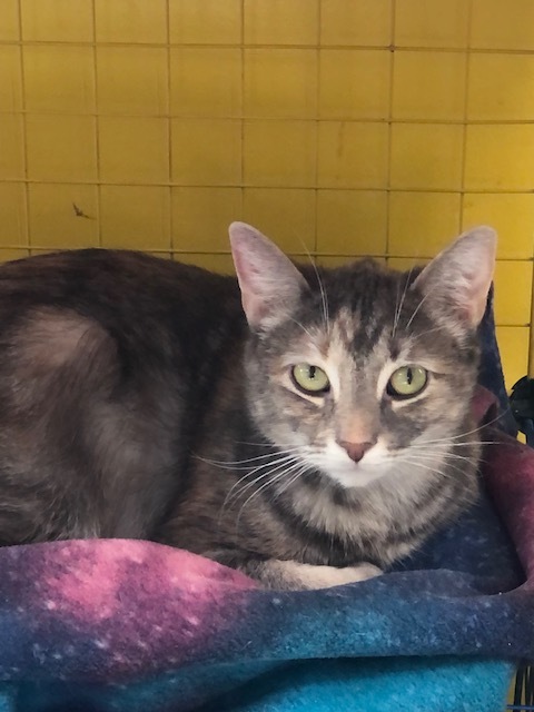 SUSIE!, a Adoptable Domestic Short Hair in Owensboro, KY image 4/6