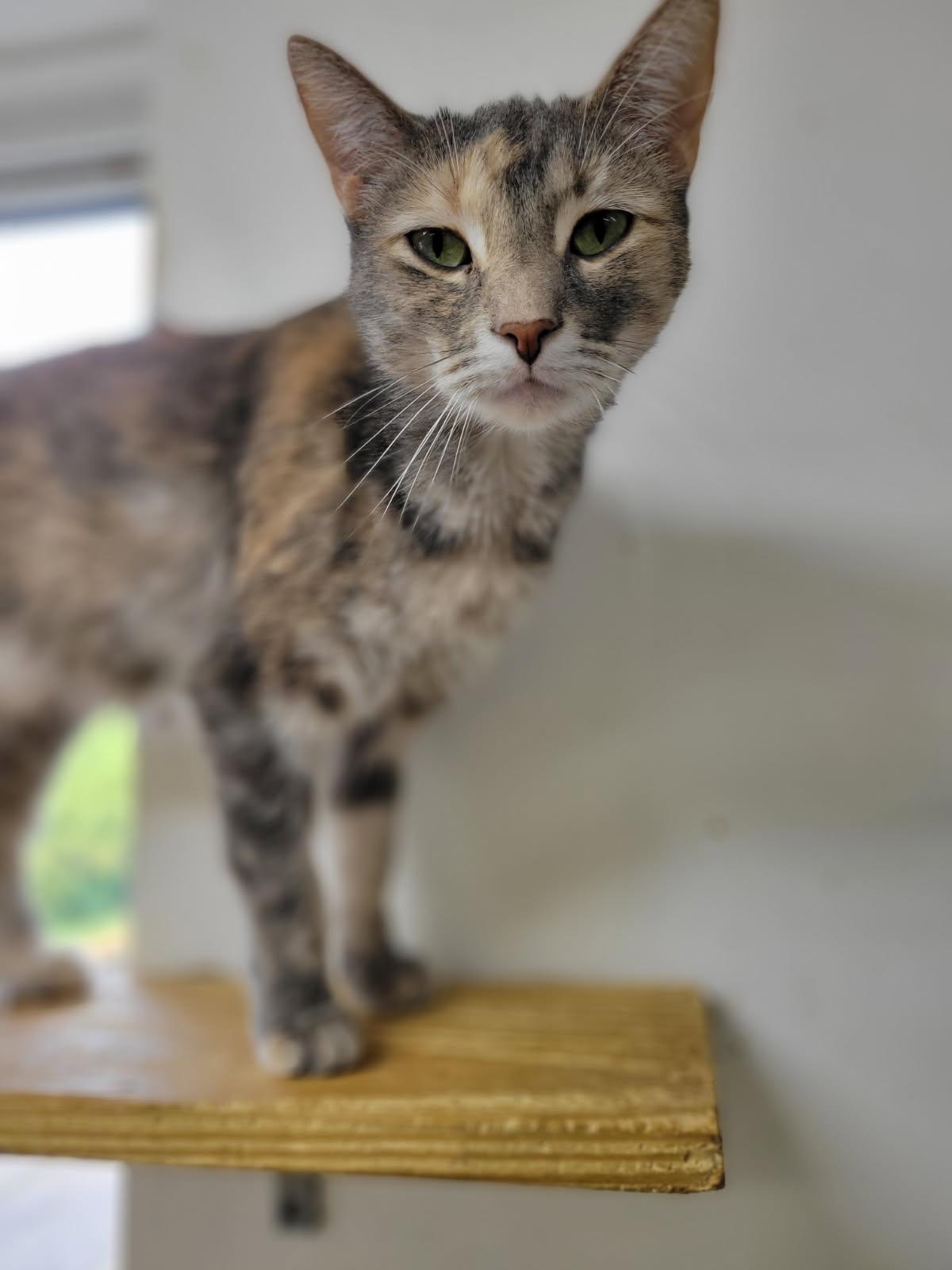 SUSIE!, a Adoptable Domestic Short Hair in Owensboro, KY image 1/6