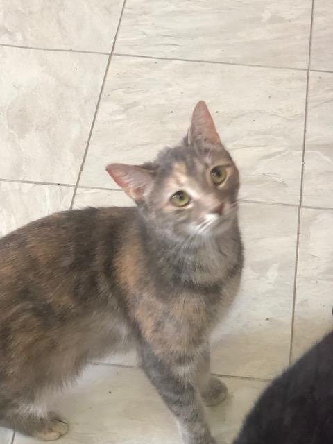 SUSIE!, a Adoptable Domestic Short Hair in Owensboro, KY image 6/6