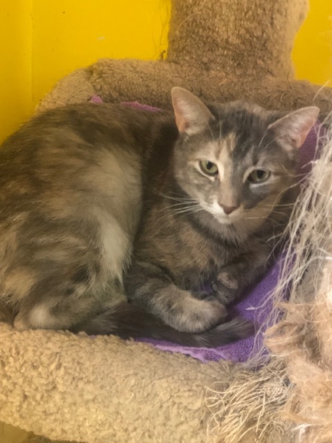 SUSIE!, a Adoptable Domestic Short Hair in Owensboro, KY image 5/6