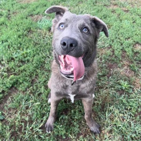 Enlarge Arthur, a Adoptable Mixed Breed in Buffalo, MN image 1/6