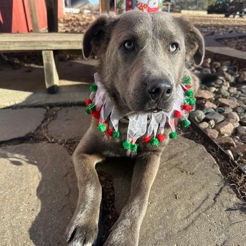 Enlarge Arthur, a Adoptable Mixed Breed in Beresford, SD image 2/6