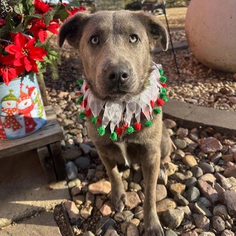 Enlarge Arthur, a Adoptable Mixed Breed in Beresford, SD image 3/6