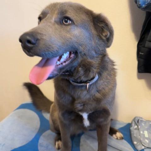 Arthur, a Adoptable Mixed Breed in Beresford, SD image 3/6