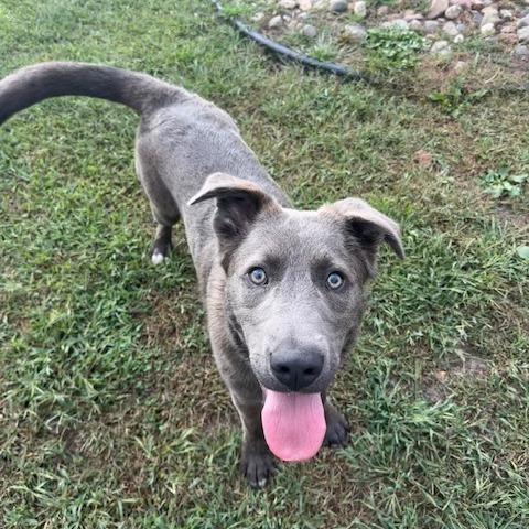 Enlarge Arthur, a Adoptable Mixed Breed in Buffalo, MN image 2/6