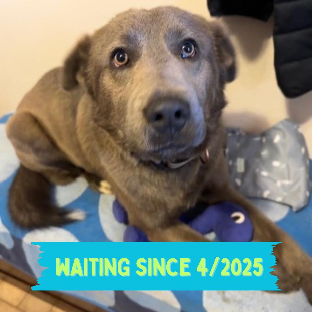 Arthur, a Adoptable Mixed Breed in Beresford, SD image 4/6