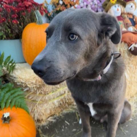 Enlarge Arthur, a Adoptable Mixed Breed in Buffalo, MN image 3/6