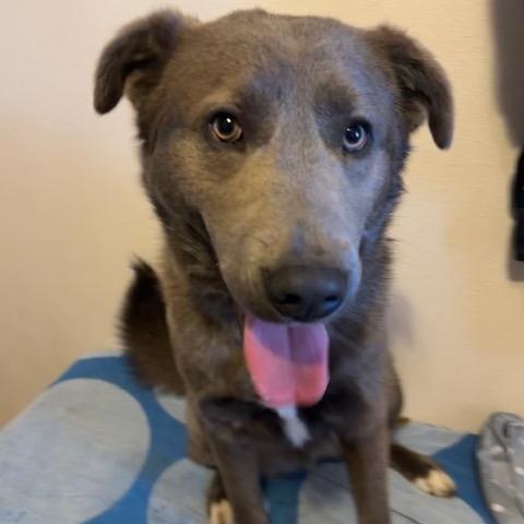 Arthur, a Adoptable Mixed Breed in Beresford, SD image 6/6