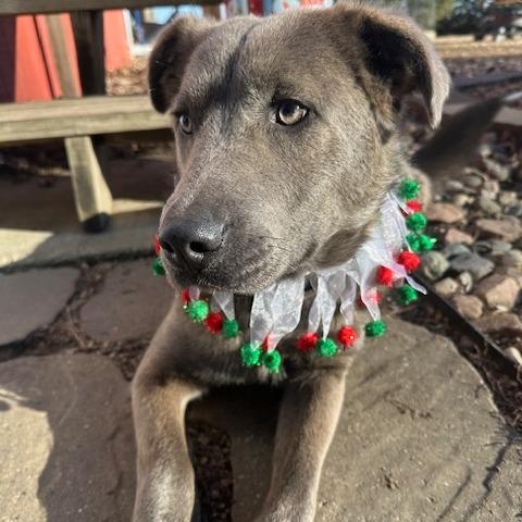 Enlarge Arthur, a Adoptable Mixed Breed in Beresford, SD image 4/6