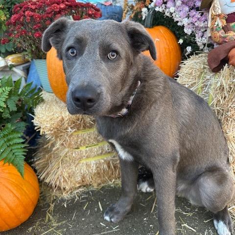 Enlarge Arthur, a Adoptable Mixed Breed in Buffalo, MN image 5/6