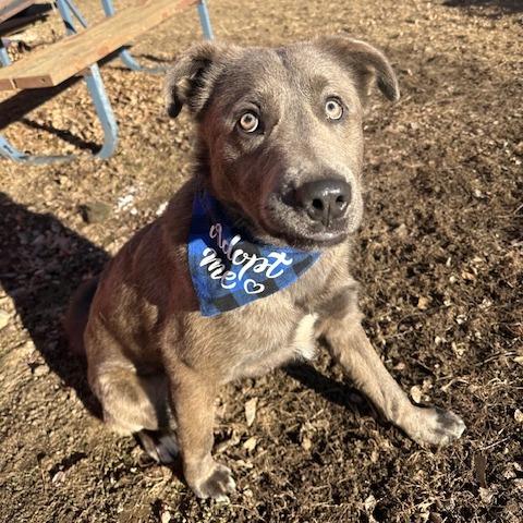 Enlarge Arthur, a Adoptable Mixed Breed in Beresford, SD image 5/6
