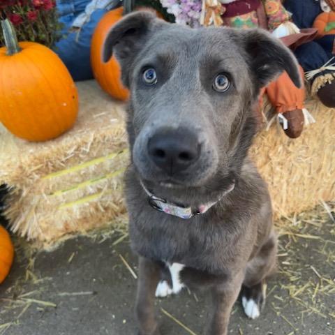 Enlarge Arthur, a Adoptable Mixed Breed in Buffalo, MN image 6/6