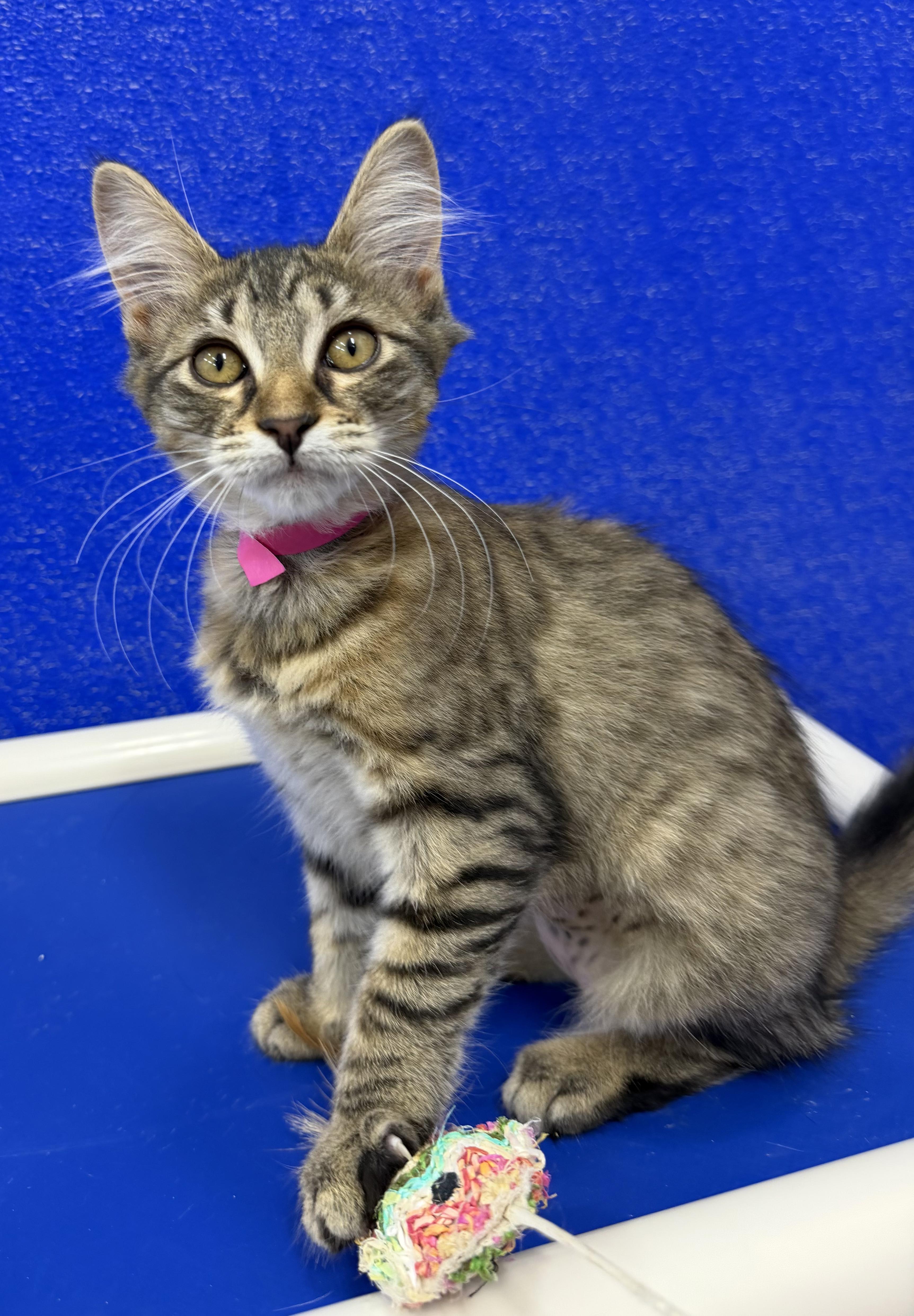 Enlarge Simone, a Adoptable Domestic Medium Hair in Dunkirk, NY image 4/4