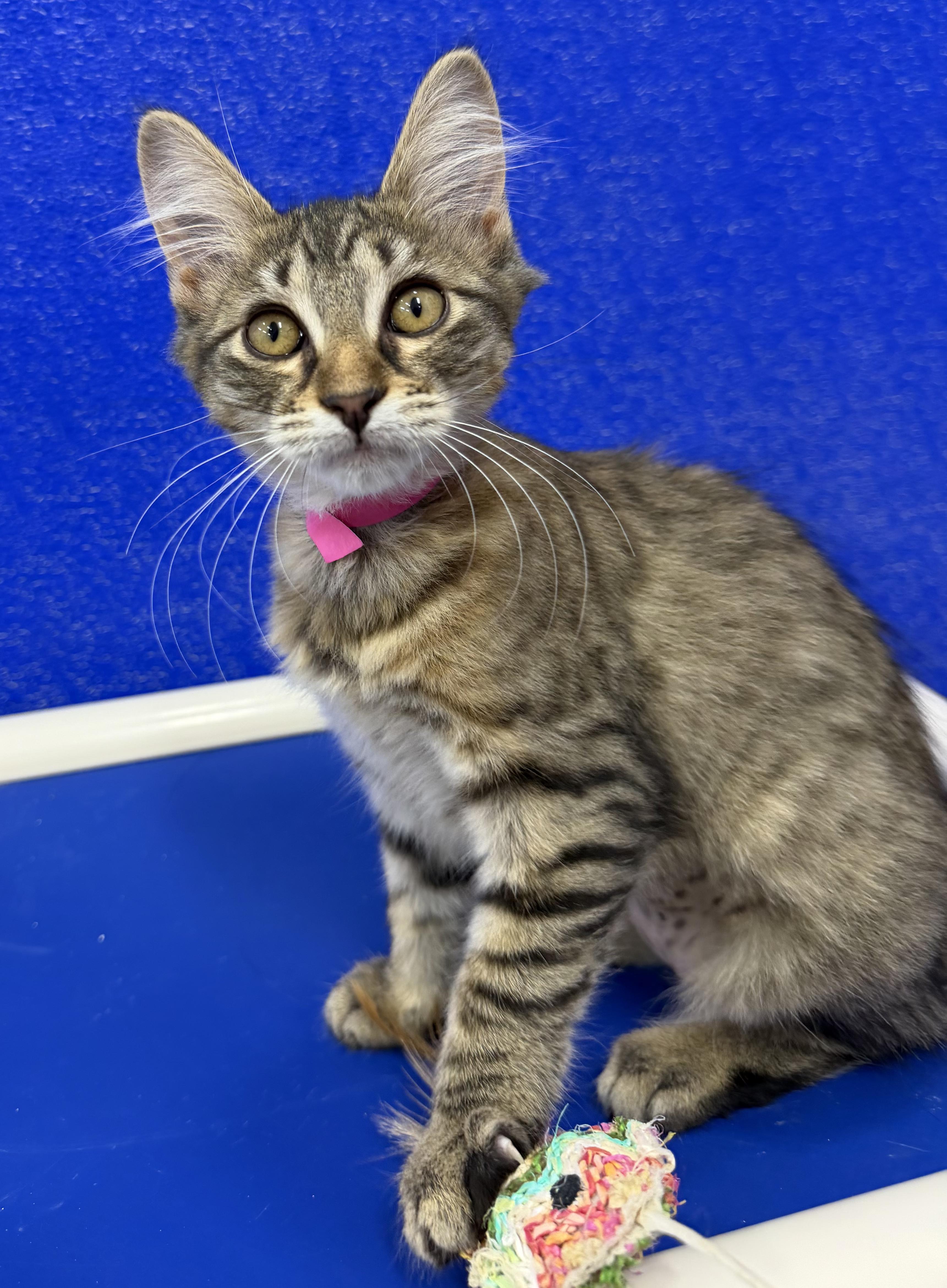 Enlarge Simone, a Adoptable Domestic Medium Hair in Dunkirk, NY image 3/4