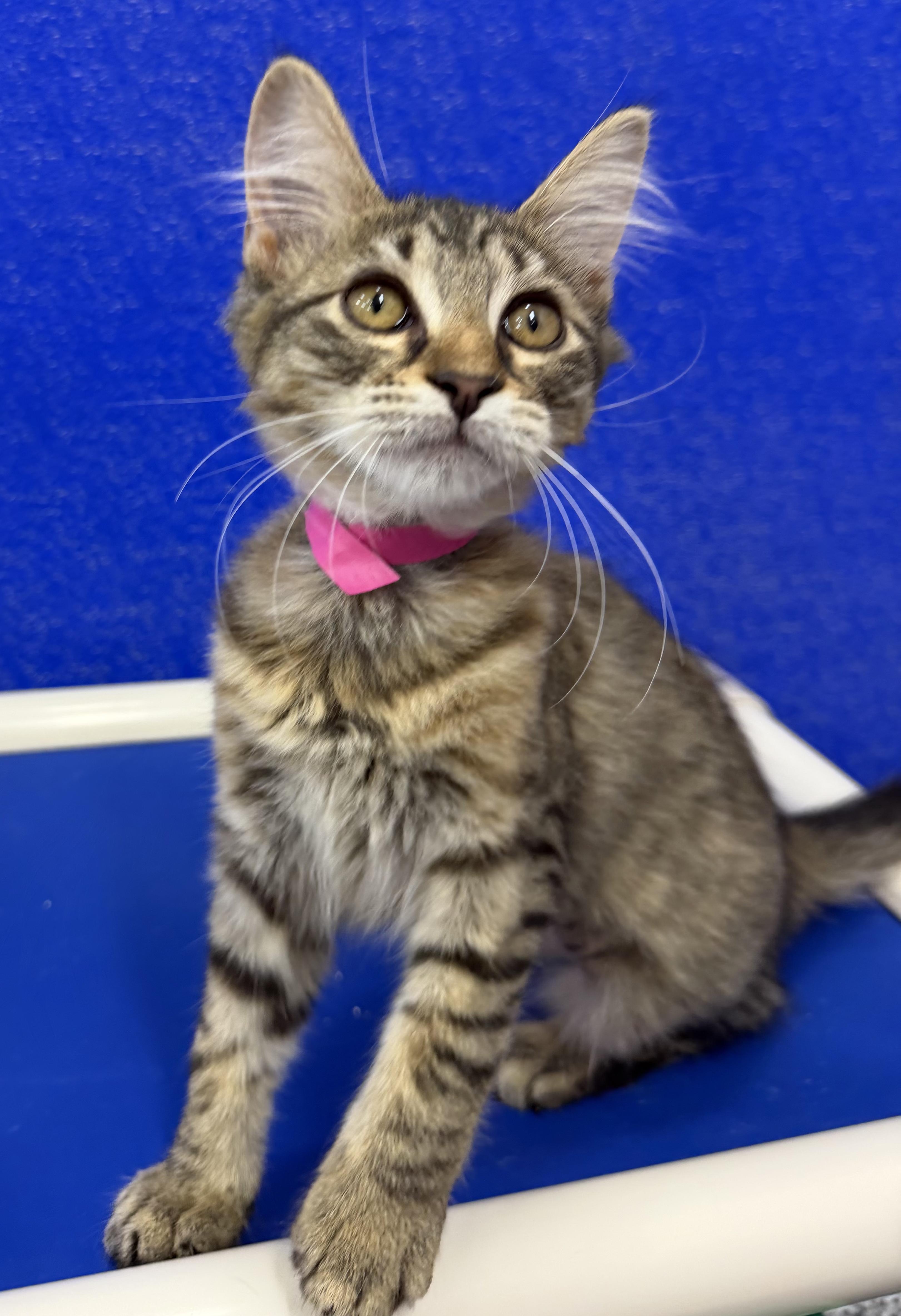 Enlarge Simone, a Adoptable Domestic Medium Hair in Dunkirk, NY image 2/4