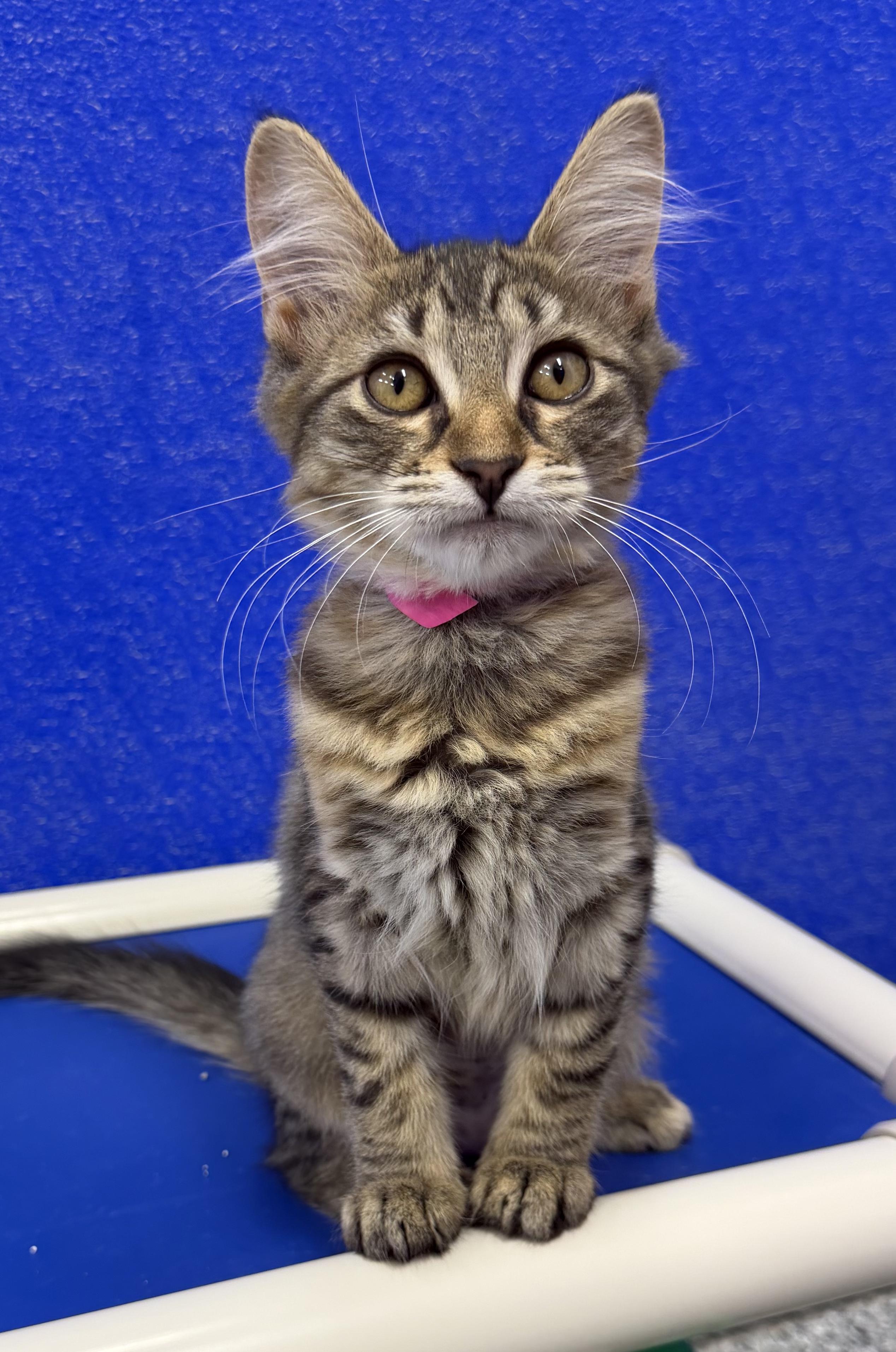 Simone, Adoptable, Kitten Female Domestic Medium Hair.