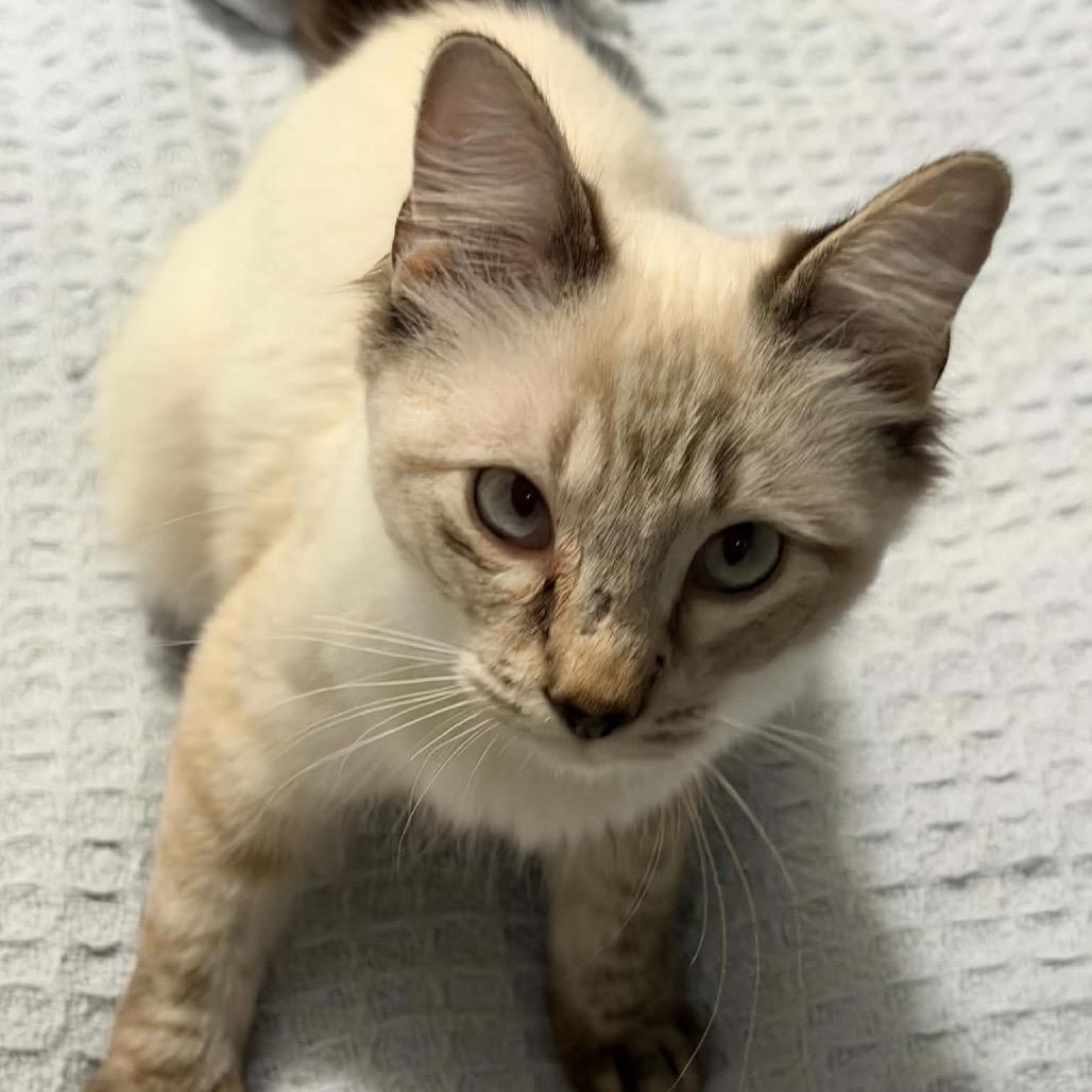 Carl, Adoptable, Young Male Siamese.