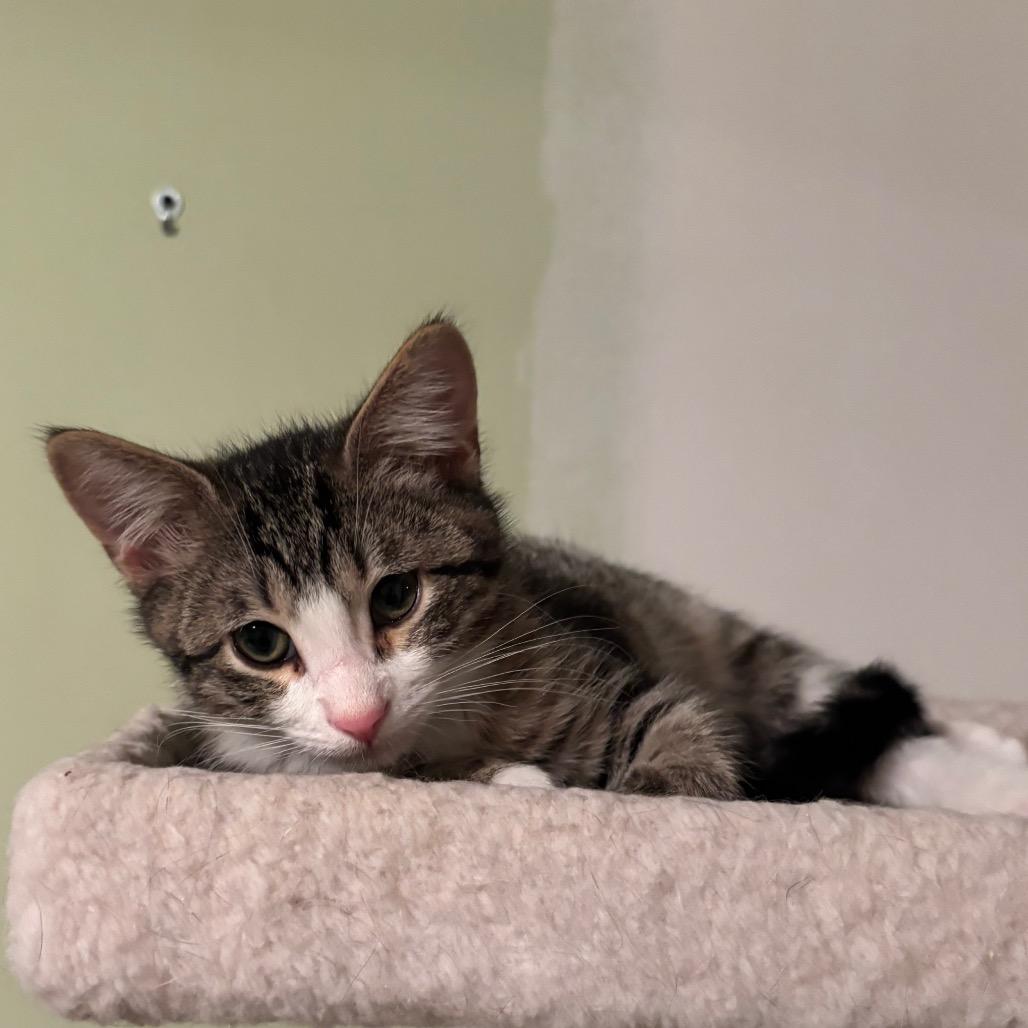Bitsy(Bobby), a Adoptable Domestic Short Hair in Overland Park, KS image 2/2