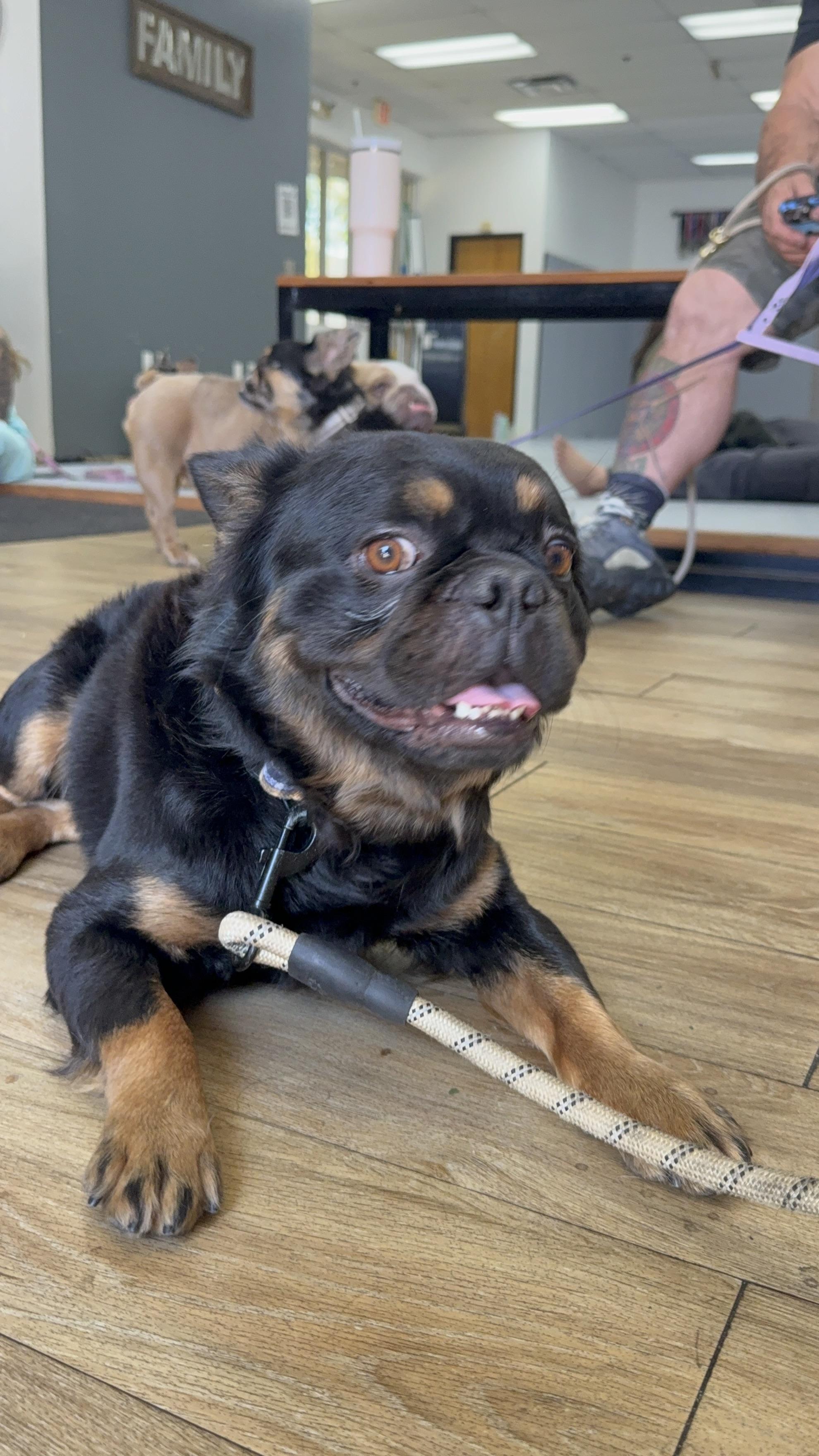 Mike, Adoptable, Adult Male French Bulldog.