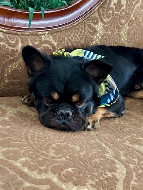 Enlarge Mike, a Adoptable French Bulldog in Mesa, AZ image 2/6