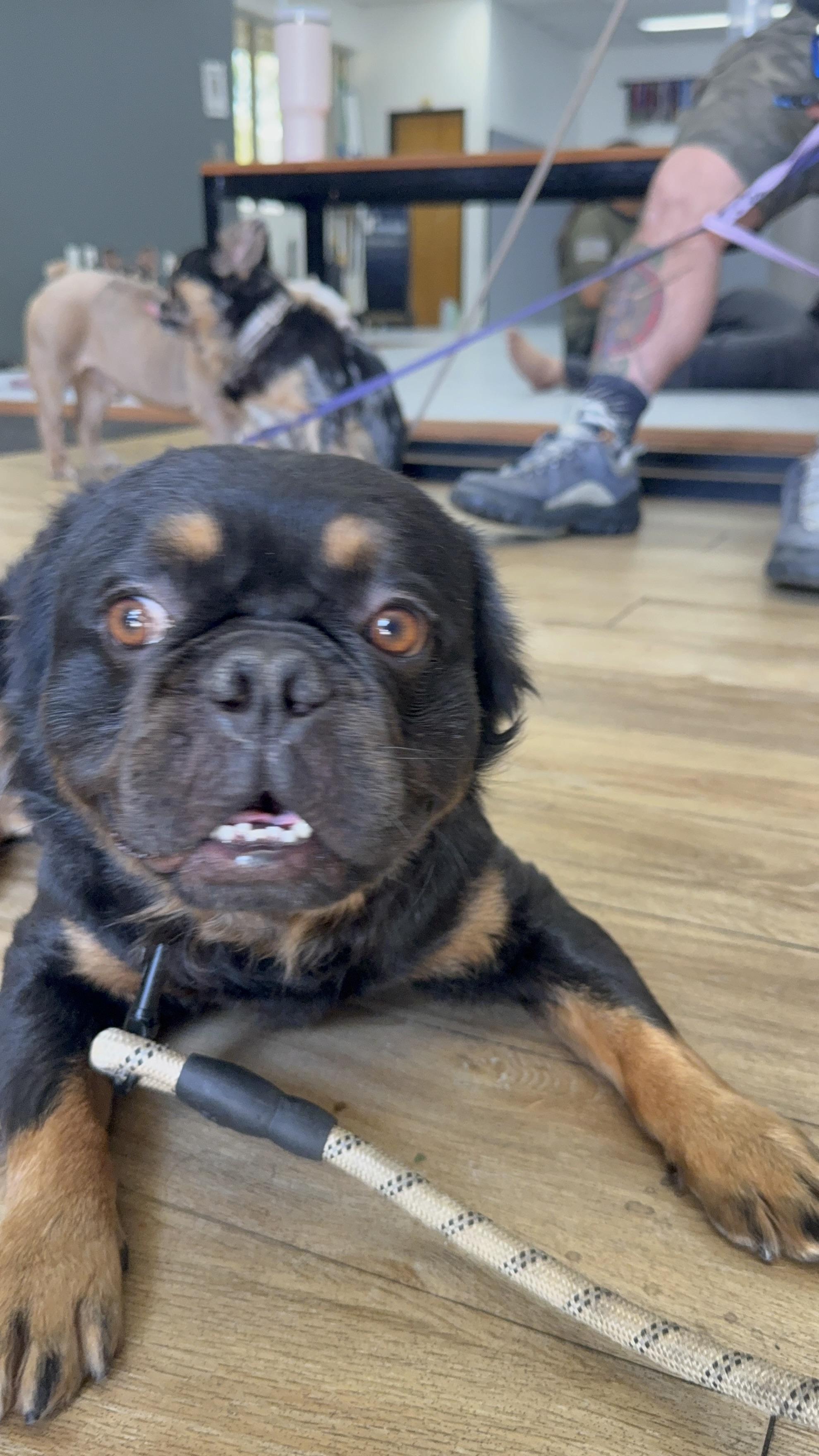 Enlarge Mike, a Adoptable French Bulldog in Mesa, AZ image 3/6