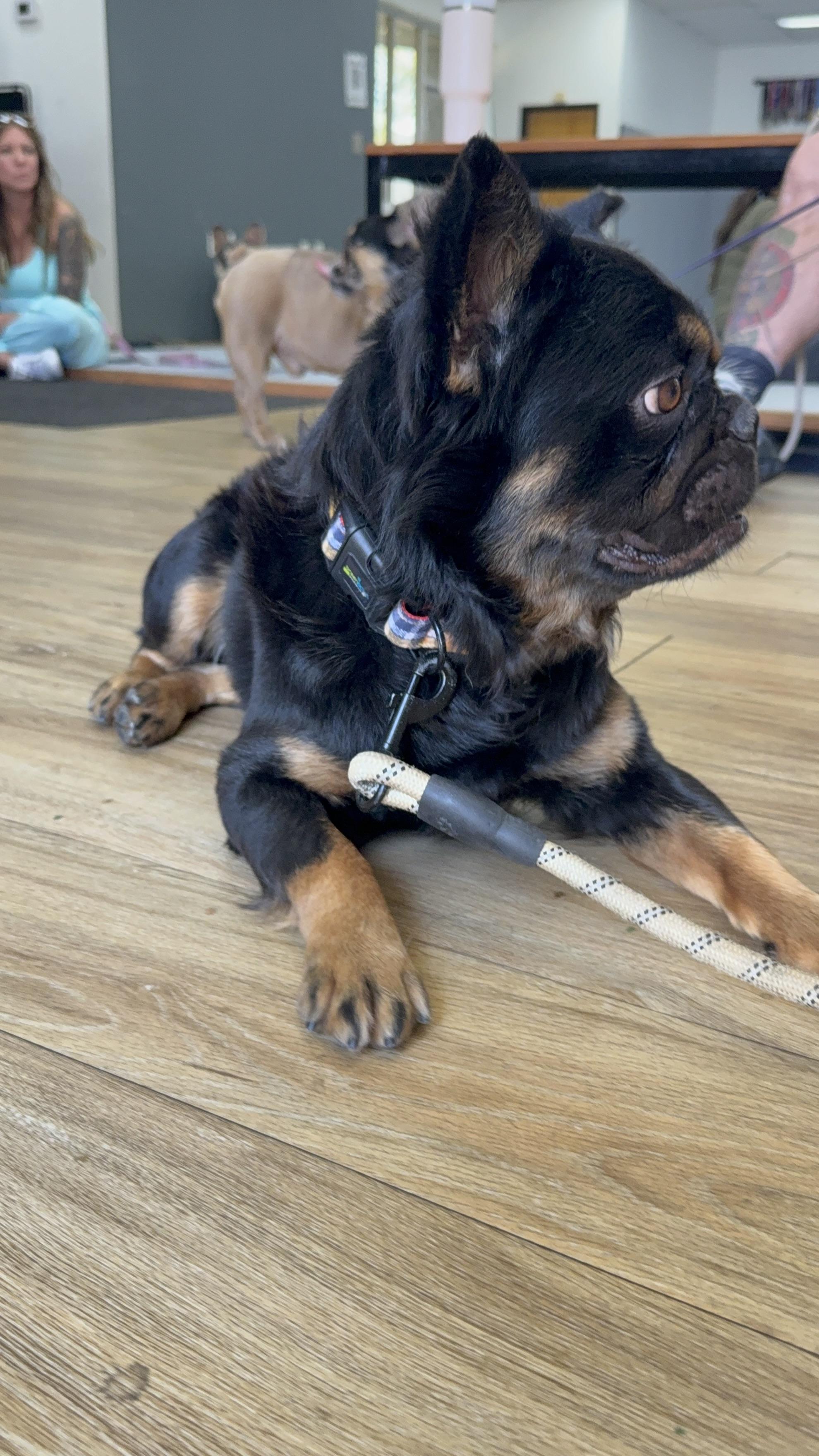 Enlarge Mike, a Adoptable French Bulldog in Mesa, AZ image 4/6