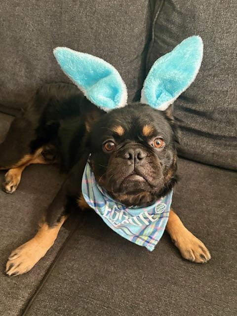 Enlarge Mike, a Adoptable French Bulldog in Mesa, AZ image 5/6