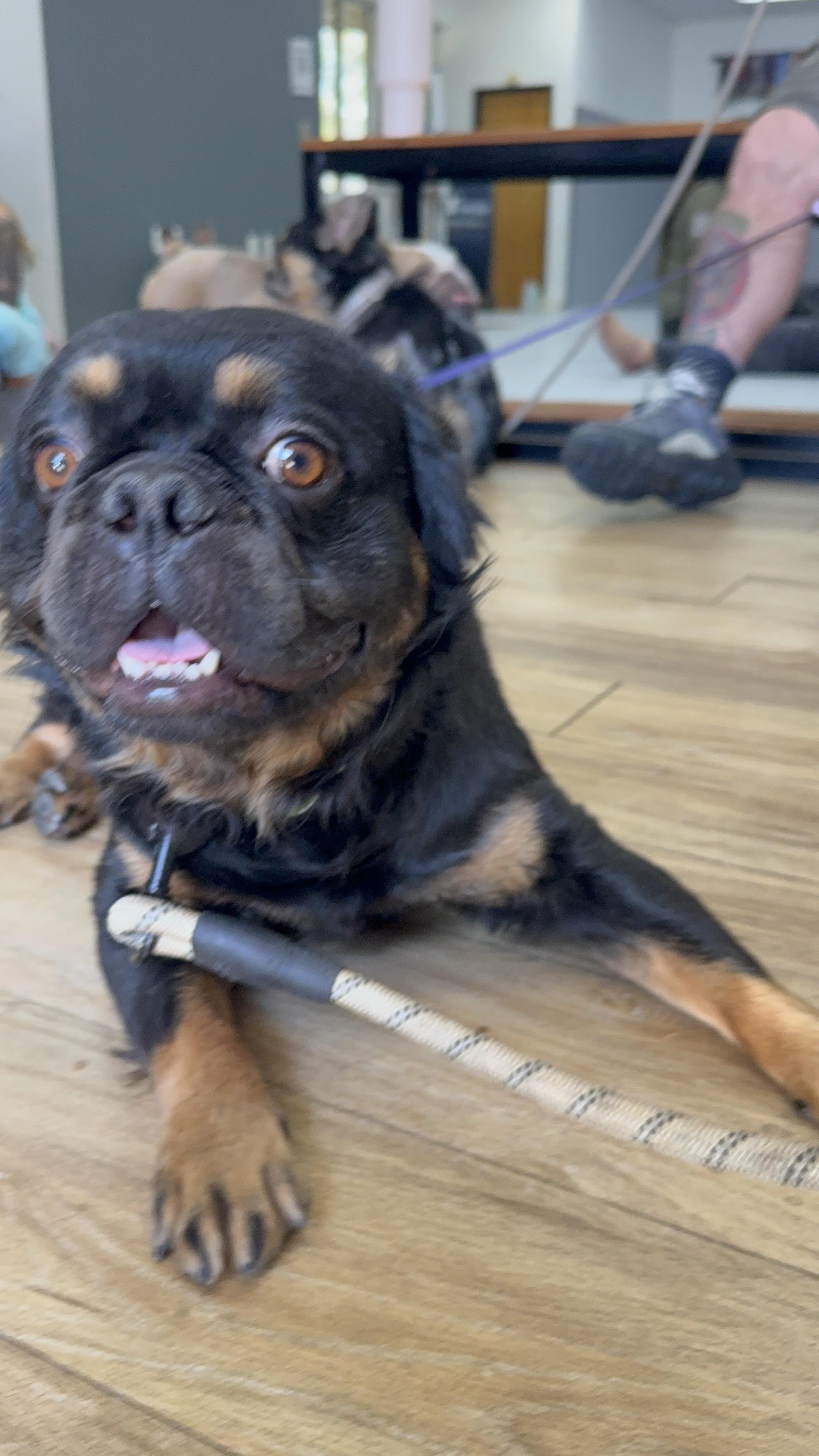 Enlarge Mike, a Adoptable French Bulldog in Mesa, AZ image 6/6