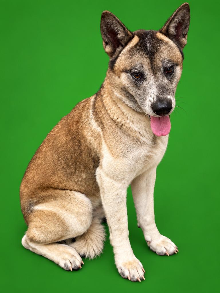 Keeta, Adoptable, Adult Male Akita.