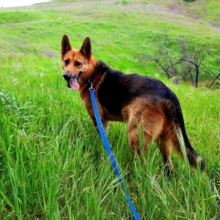 LUKE, a Adoptable German Shepherd Dog in San Marcos, CA image 2/5