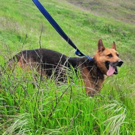 LUKE, a Adoptable German Shepherd Dog in San Marcos, CA image 3/5