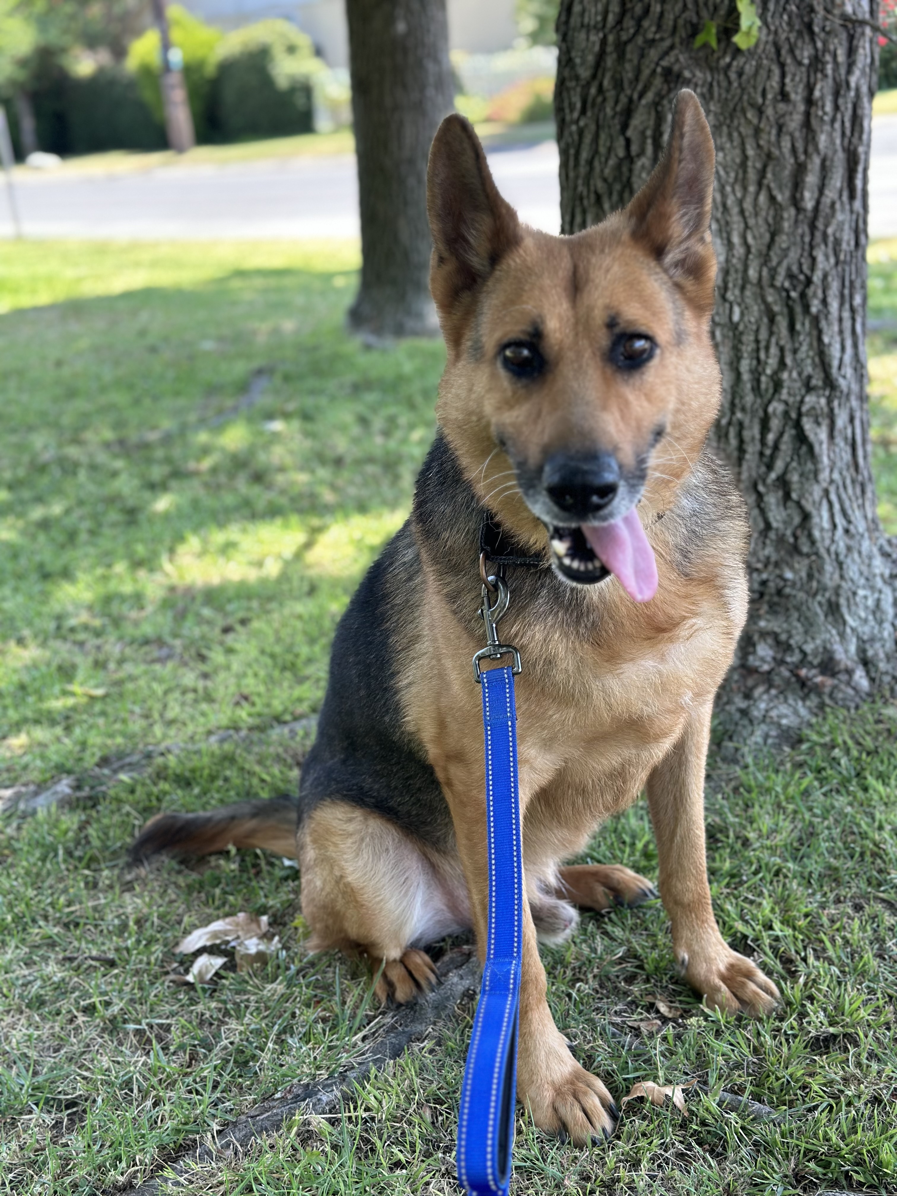 LUKE, a Adoptable German Shepherd Dog in San Marcos, CA image 4/5