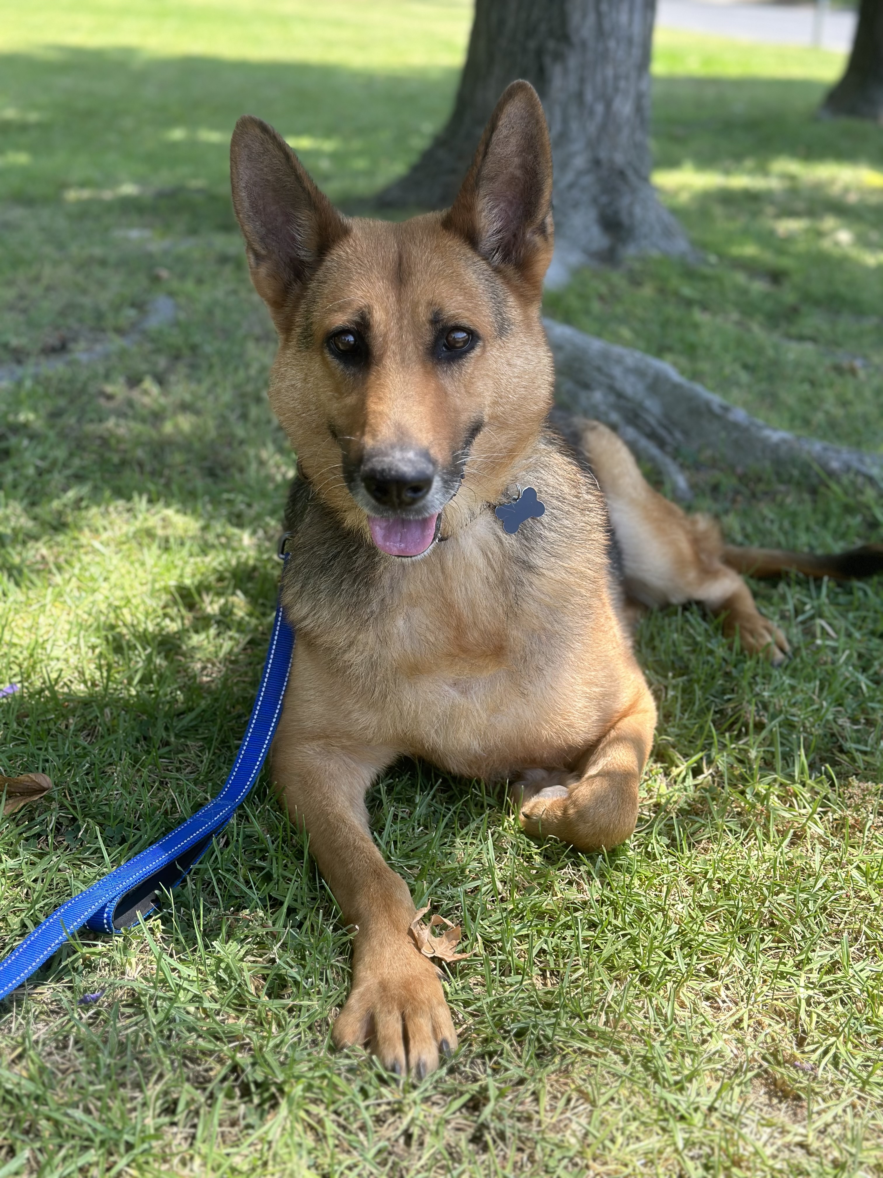 LUKE, a Adoptable German Shepherd Dog in San Marcos, CA image 5/5