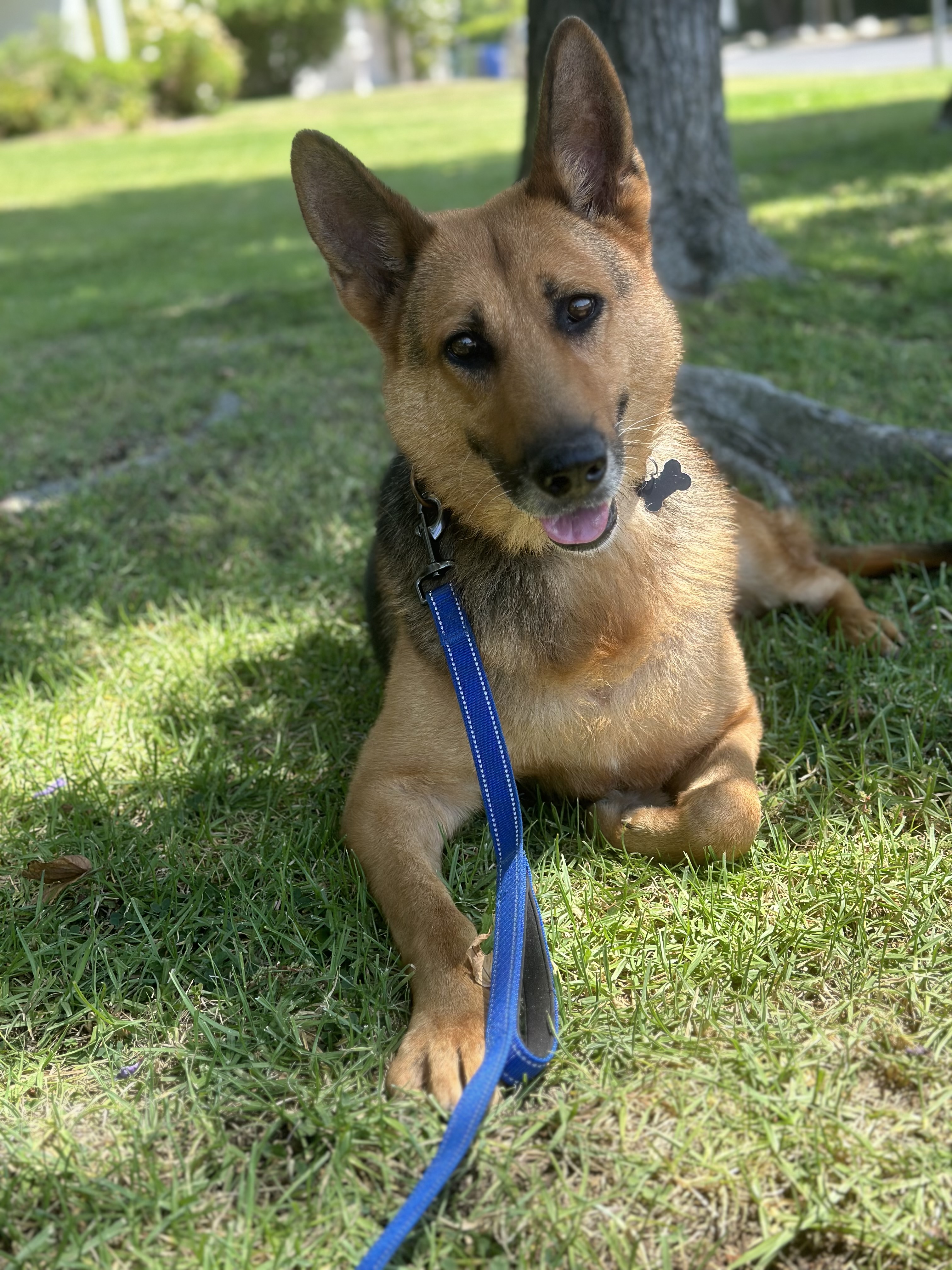 LUKE, a Adoptable German Shepherd Dog in San Marcos, CA image 1/5