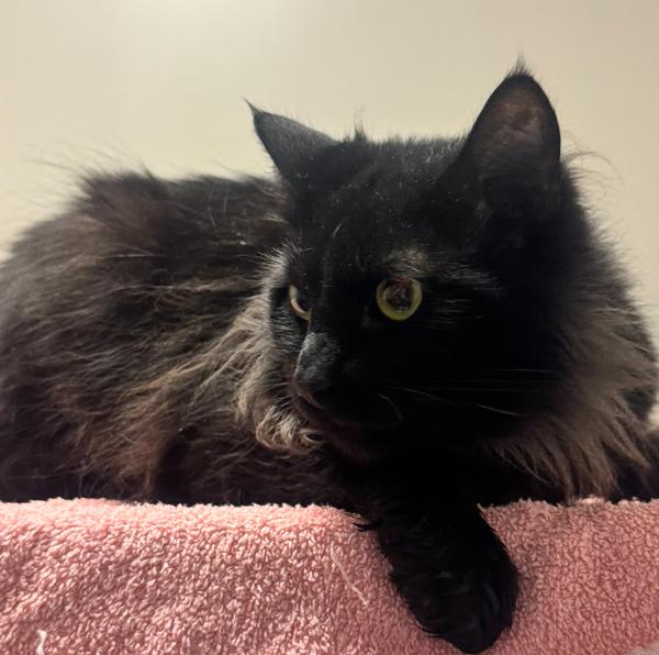 Felipe, Adoptable, Adult Male Domestic Long Hair.