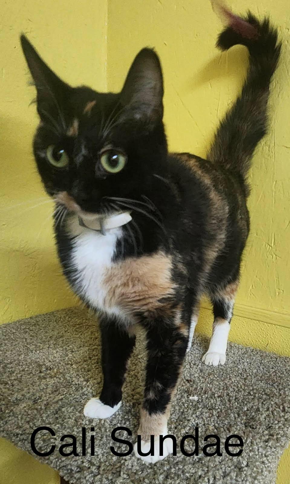 Enlarge Cali Sundae, a Adoptable Domestic Short Hair in Jackson, GA image 1/2