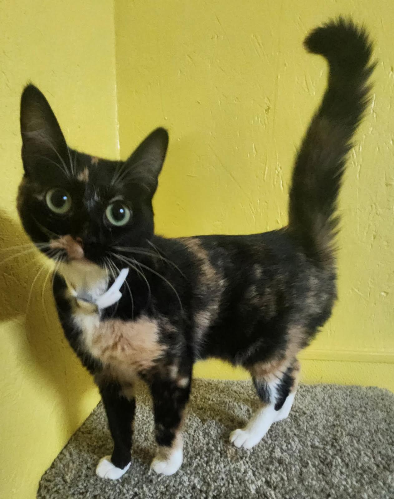 Enlarge Cali Sundae, a Adoptable Domestic Short Hair in Jackson, GA image 2/2