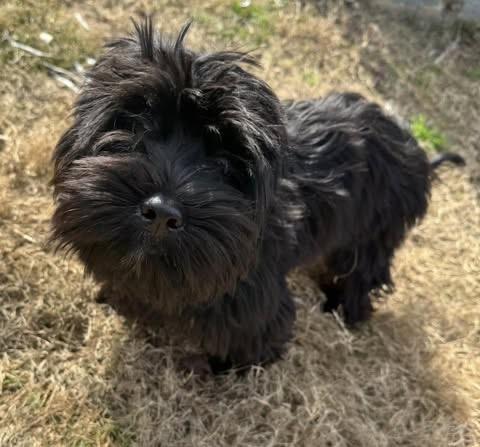 Nutmeg, a Adoptable mixed breed in Fairfax, VA image 1/5