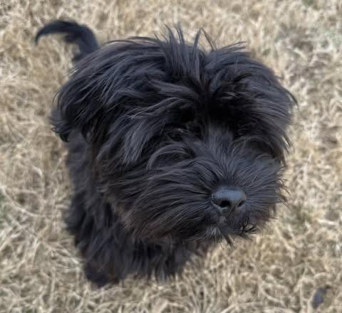 Nutmeg, a Adoptable mixed breed in Fairfax, VA image 4/5