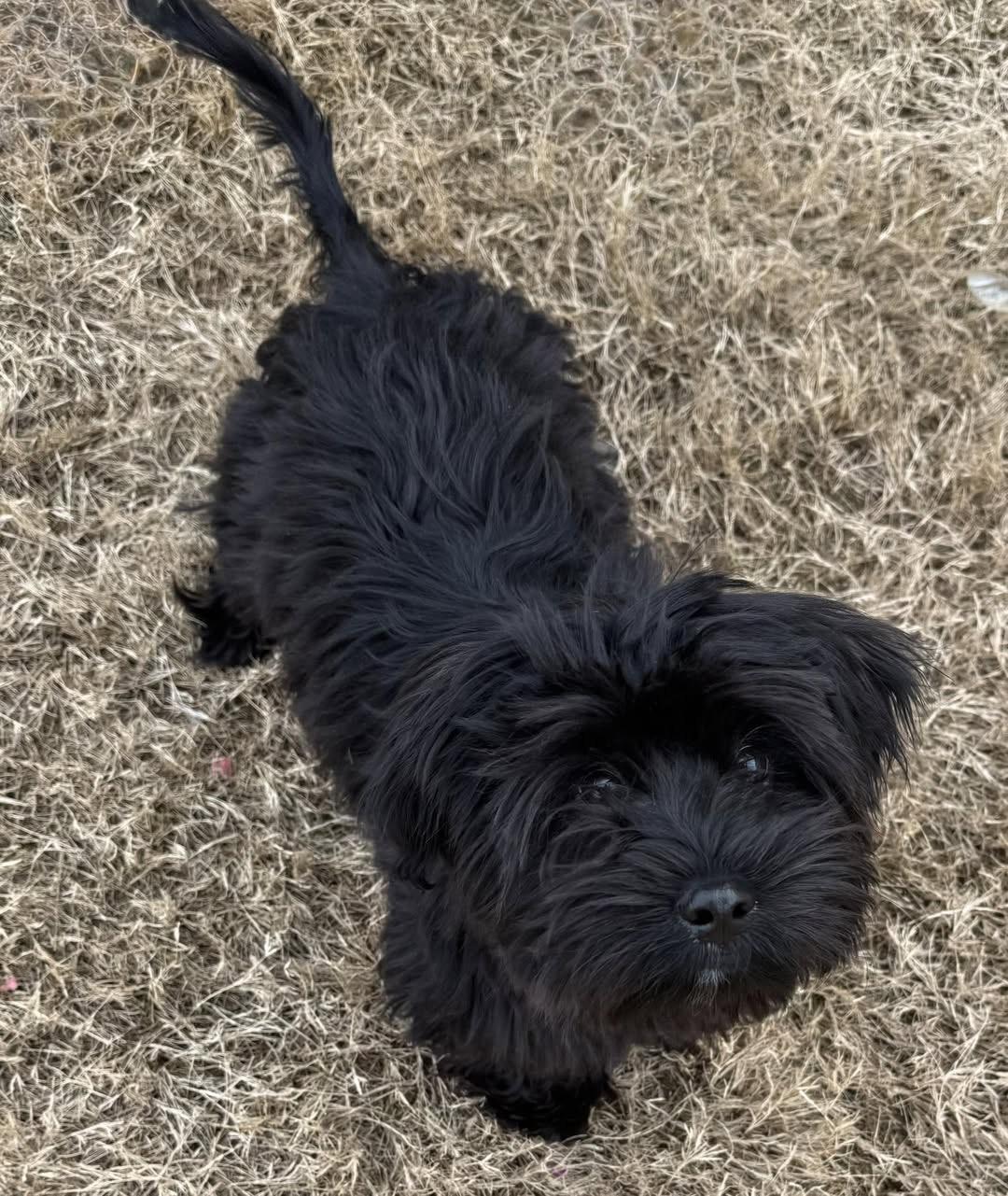 Nutmeg, a Adoptable mixed breed in Fairfax, VA image 2/5