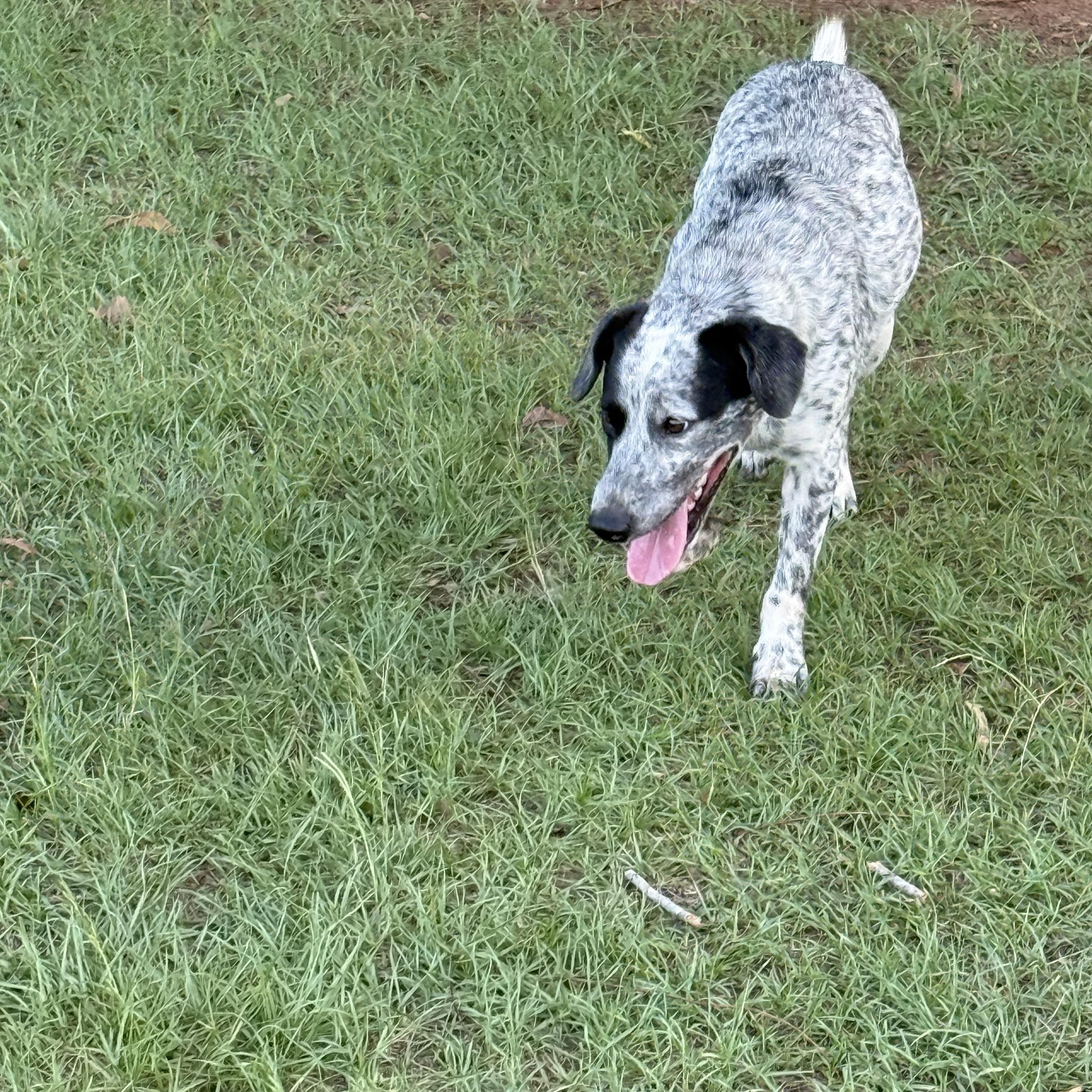 Enlarge Wyatt, a Adoptable mixed breed in Mount Hermon, LA image 2/6