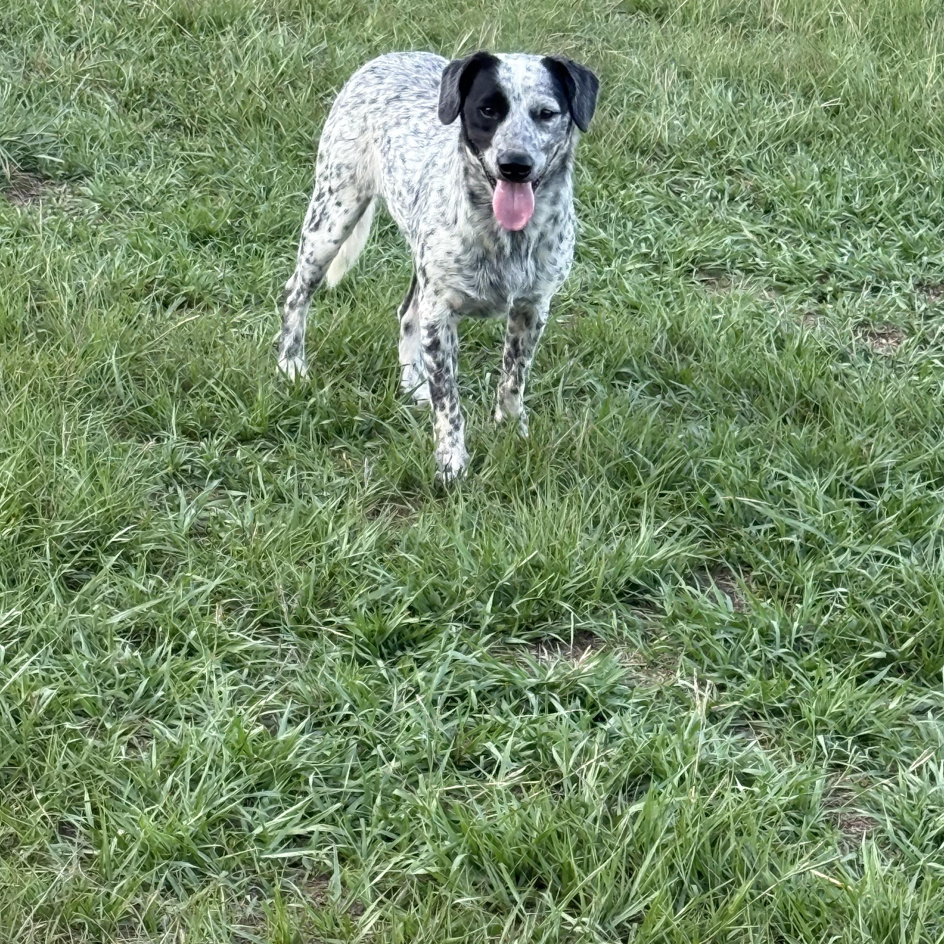 Enlarge Wyatt, a Adoptable mixed breed in Mount Hermon, LA image 1/6
