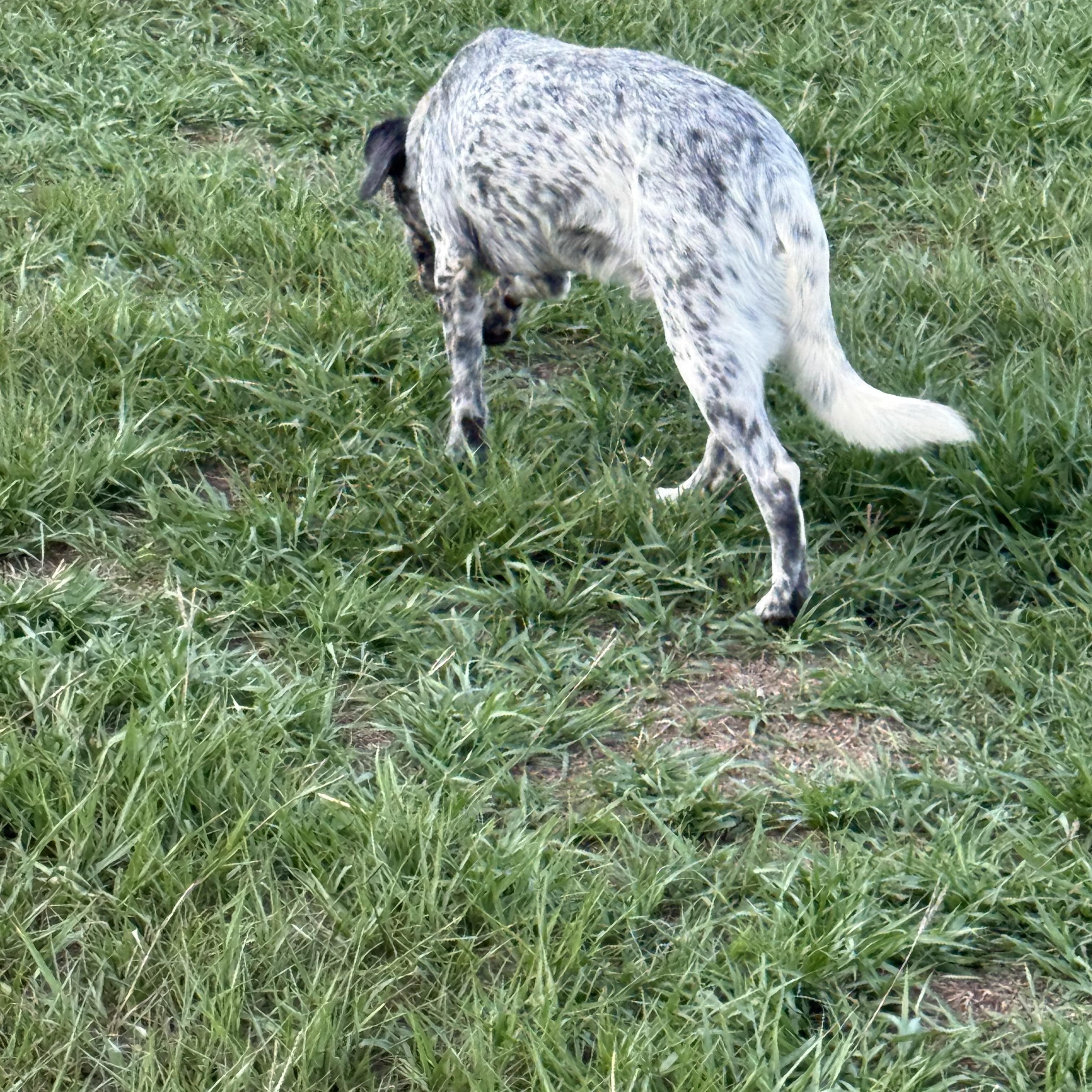 Enlarge Wyatt, a Adoptable mixed breed in Mount Hermon, LA image 3/6