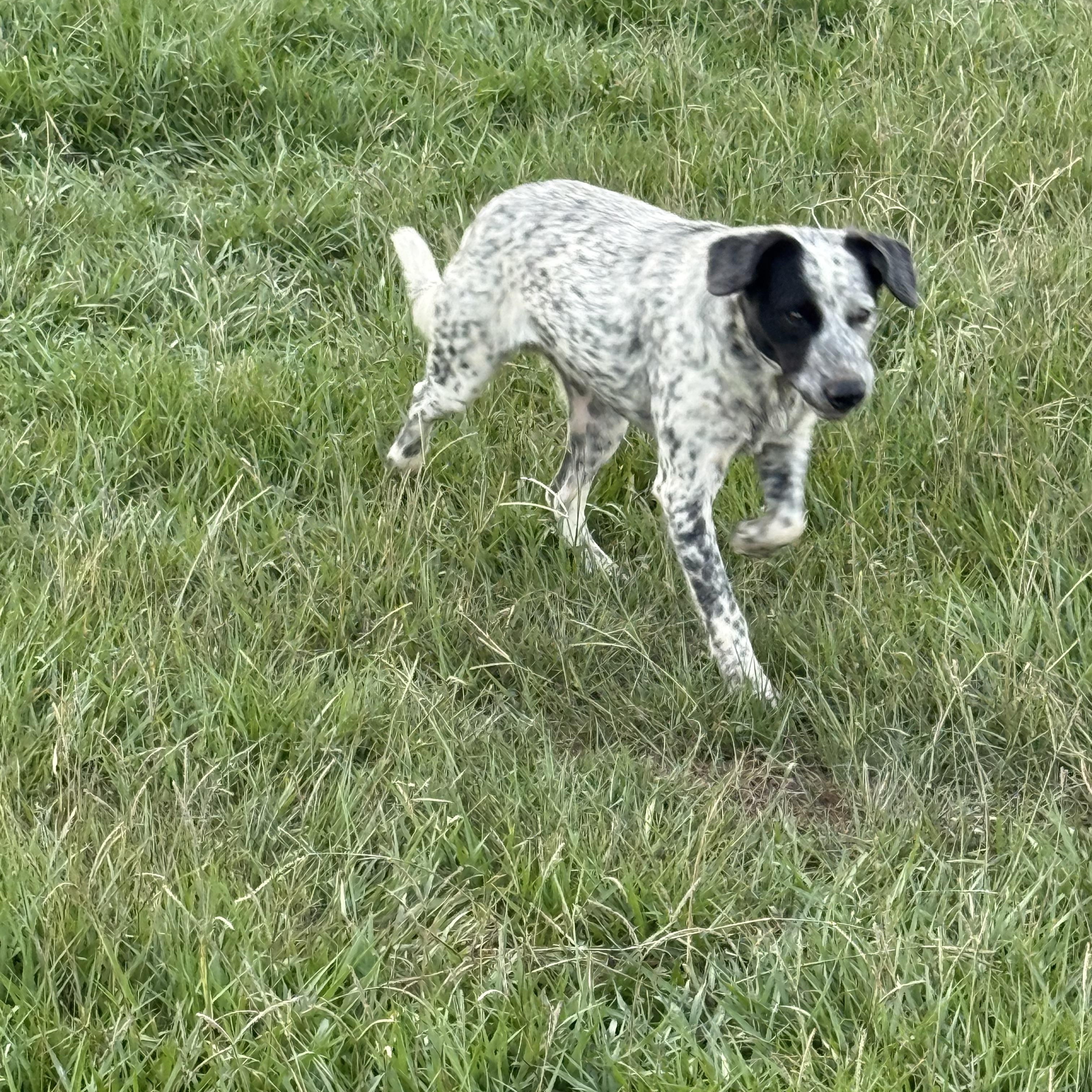 Enlarge Wyatt, a Adoptable mixed breed in Mount Hermon, LA image 6/6