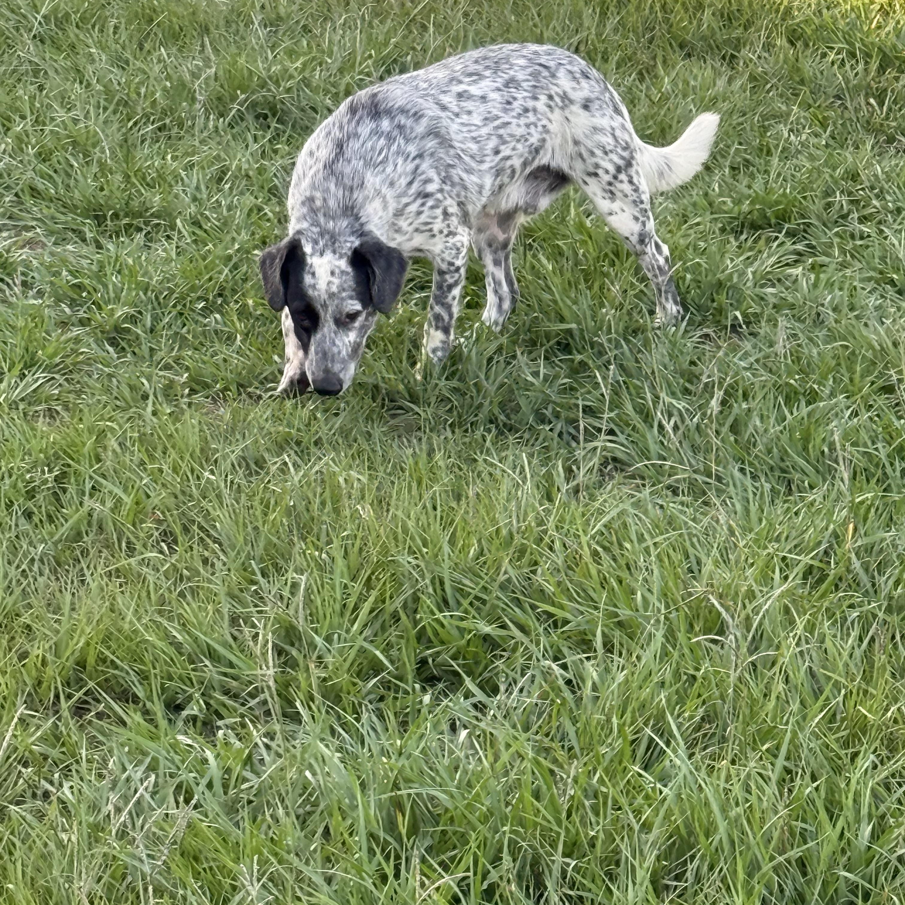 Enlarge Wyatt, a Adoptable mixed breed in Mount Hermon, LA image 5/6