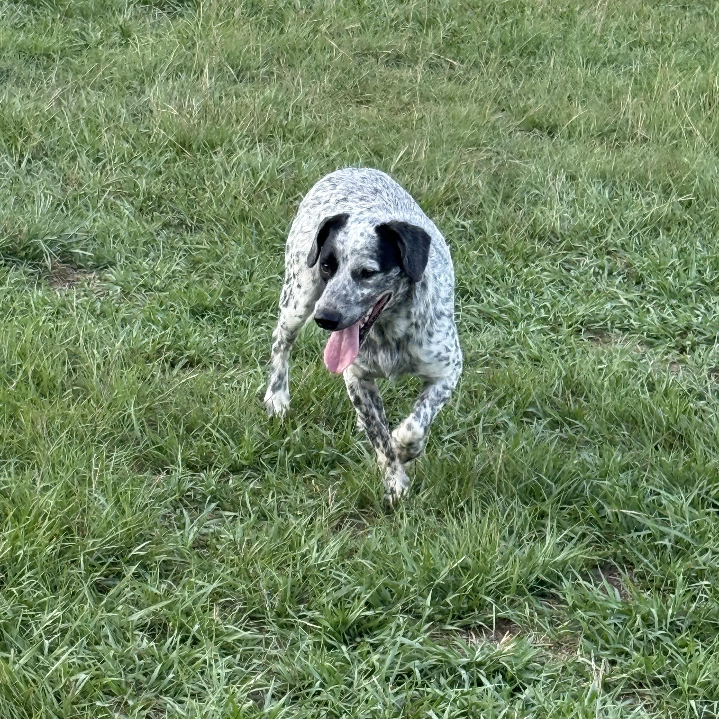Enlarge Wyatt, a Adoptable mixed breed in Mount Hermon, LA image 4/6