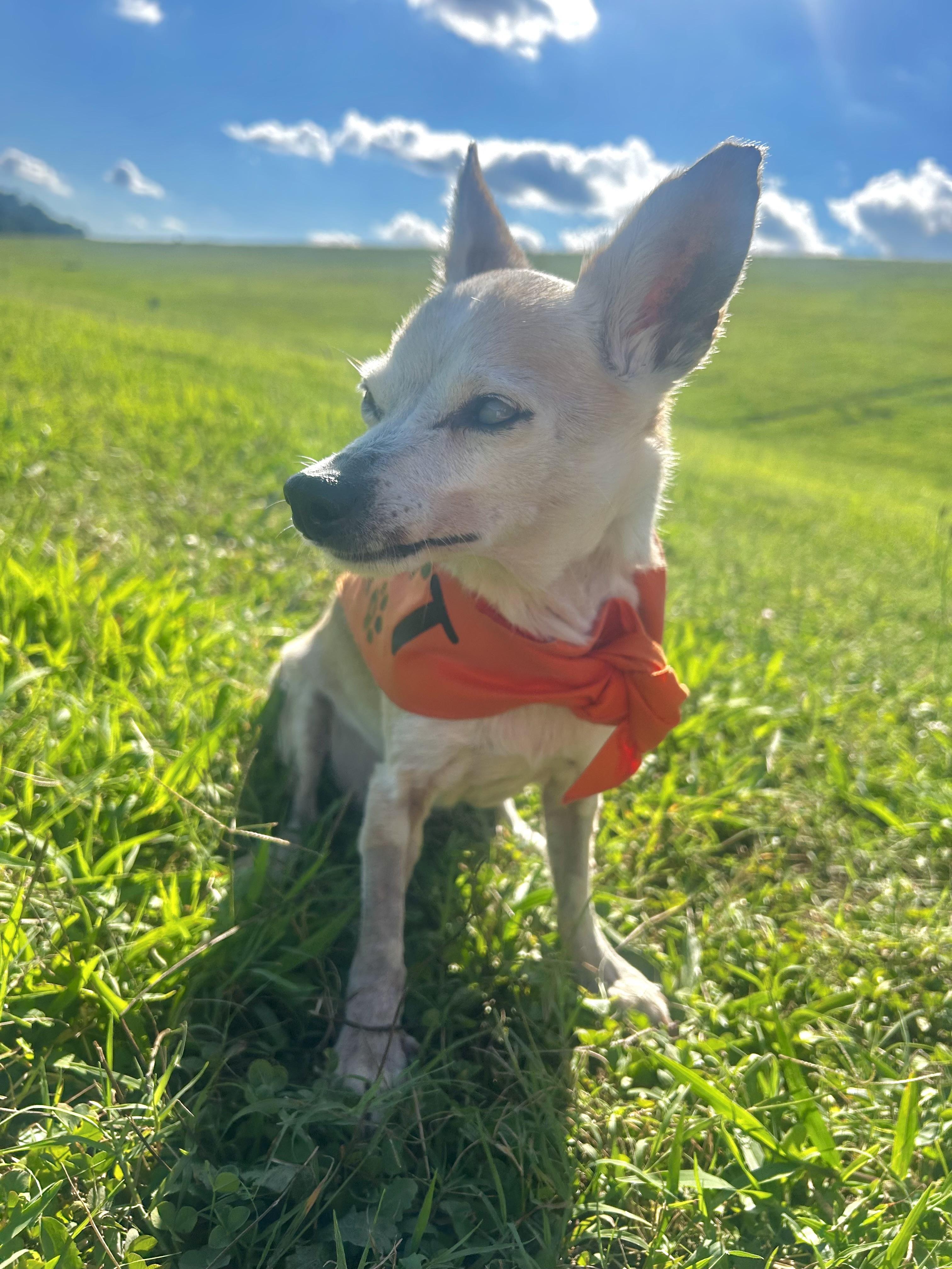 Esther 195, ADOPTABLE, Senior Female Chihuahua.