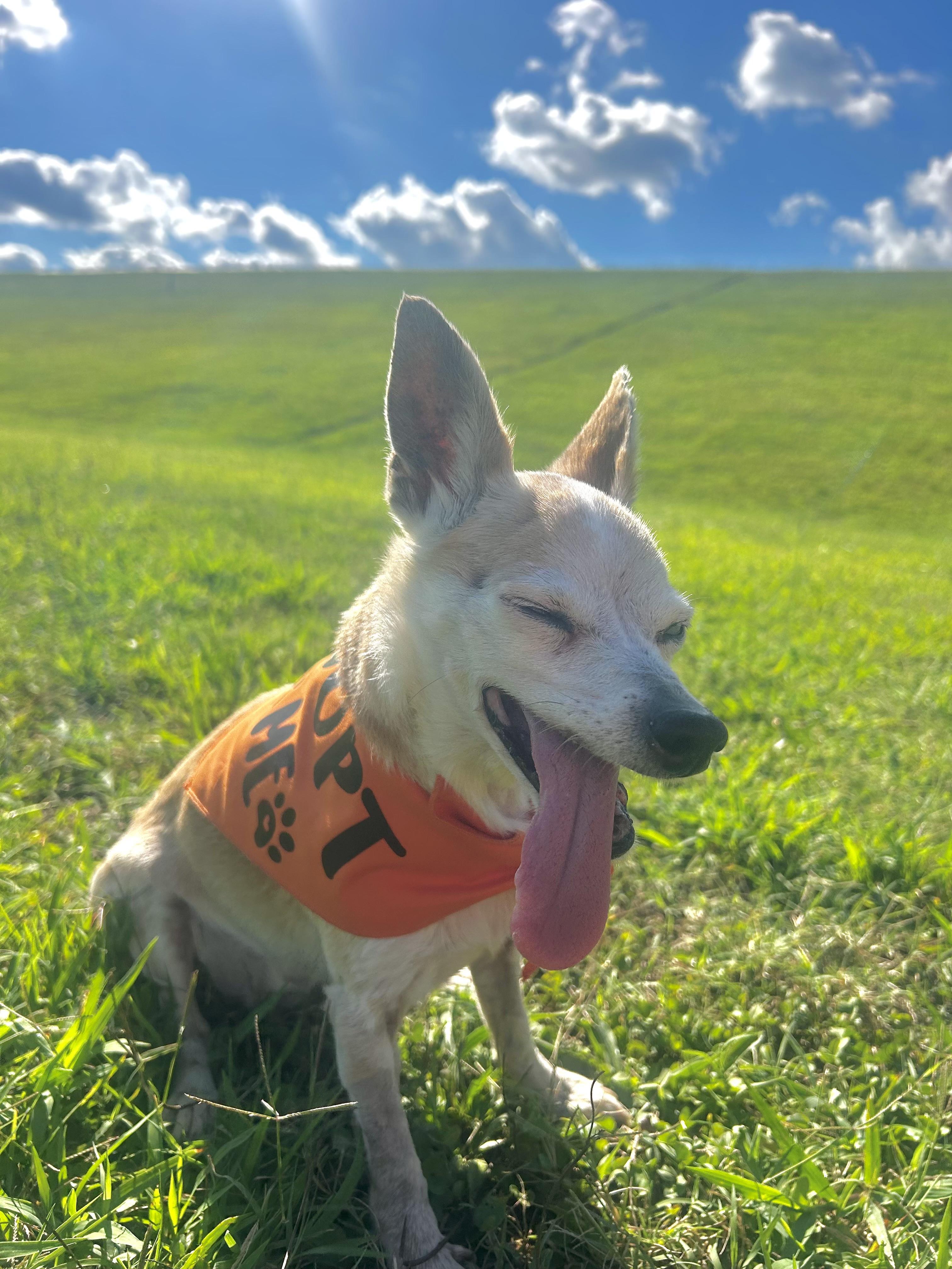 Esther 195, a ADOPTABLE Chihuahua in Seneca, SC image 2/3