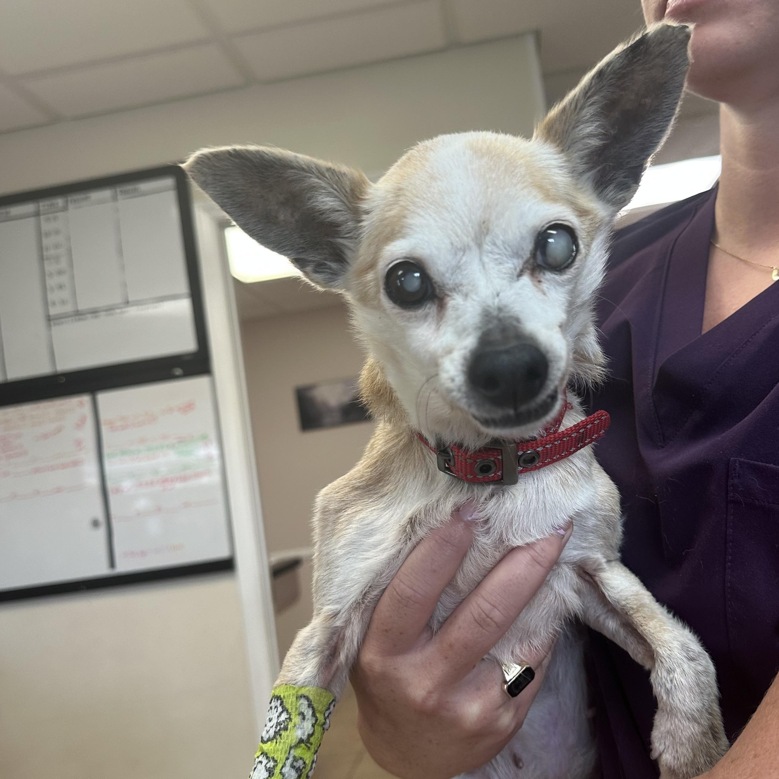 Enlarge Esther 195, a ADOPTABLE Chihuahua in Seneca, SC image 1/1